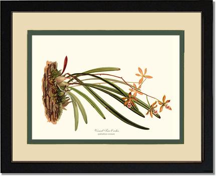 Veined Tree-Orchis | Orchid Wall Art Print