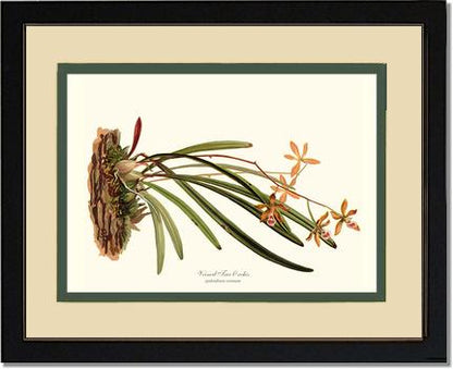 Veined Tree-Orchis | Orchid Wall Art Print