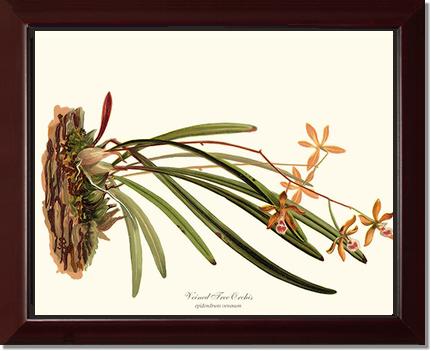 Veined Tree-Orchis | Orchid Wall Art Print