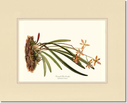Veined Tree-Orchis | Orchid Wall Art Print