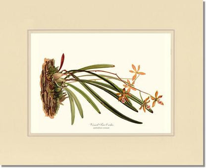 Veined Tree-Orchis | Orchid Wall Art Print