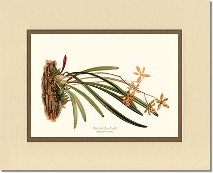 Veined Tree-Orchis | Orchid Wall Art Print