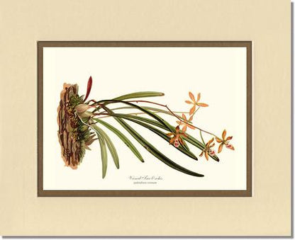 Veined Tree-Orchis | Orchid Wall Art Print