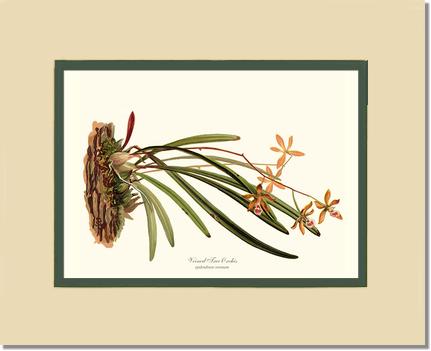 Veined Tree-Orchis | Orchid Wall Art Print