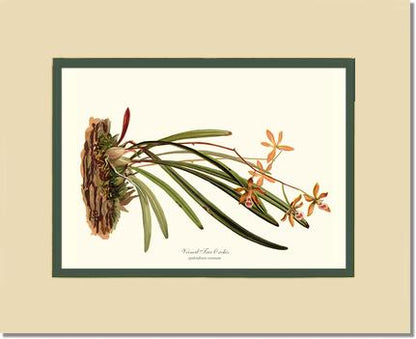 Veined Tree-Orchis | Orchid Wall Art Print