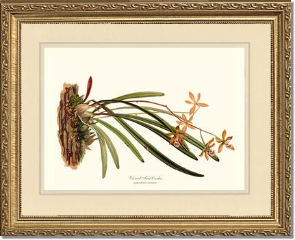 Veined Tree-Orchis | Orchid Wall Art Print