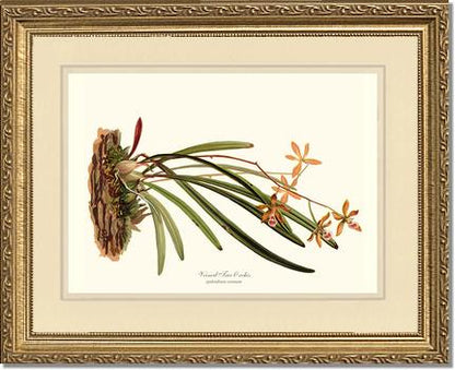 Veined Tree-Orchis | Orchid Wall Art Print