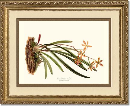 Veined Tree-Orchis | Orchid Wall Art Print