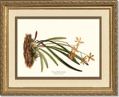 Veined Tree-Orchis | Orchid Wall Art Print