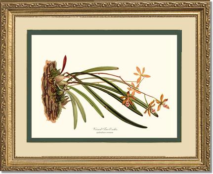 Veined Tree-Orchis | Orchid Wall Art Print