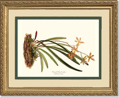 Veined Tree-Orchis | Orchid Wall Art Print