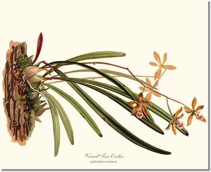 Veined Tree-Orchis | Orchid Wall Art Print