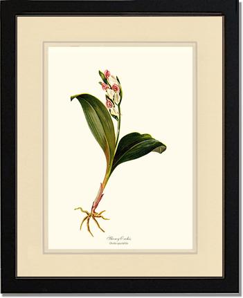 Showy Orchis Preacher in Pulpit | Orchid Wall Art Print