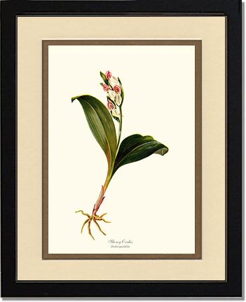 Showy Orchis Preacher in Pulpit | Orchid Wall Art Print