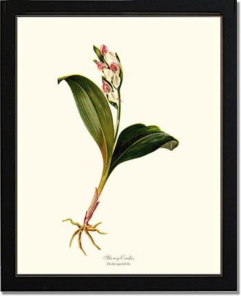 Showy Orchis Preacher in Pulpit | Orchid Wall Art Print