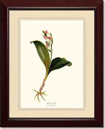 Showy Orchis Preacher in Pulpit | Orchid Wall Art Print