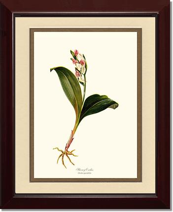 Showy Orchis Preacher in Pulpit | Orchid Wall Art Print