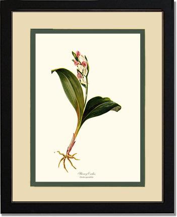 Showy Orchis Preacher in Pulpit | Orchid Wall Art Print