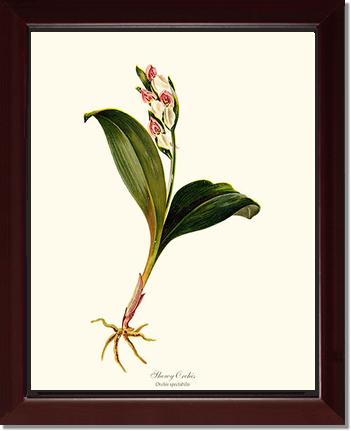 Showy Orchis Preacher in Pulpit | Orchid Wall Art Print