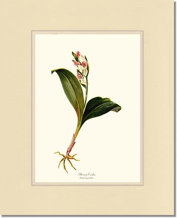 Showy Orchis Preacher in Pulpit | Orchid Wall Art Print