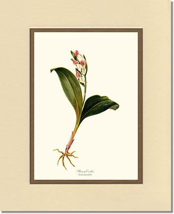 Showy Orchis Preacher in Pulpit | Orchid Wall Art Print