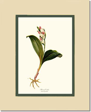 Showy Orchis Preacher in Pulpit | Orchid Wall Art Print