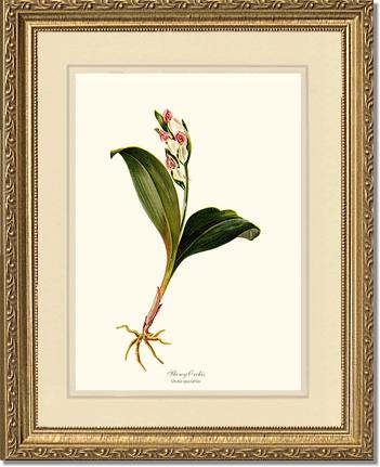 Showy Orchis Preacher in Pulpit | Orchid Wall Art Print