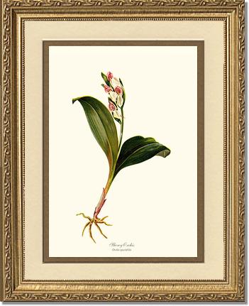 Showy Orchis Preacher in Pulpit | Orchid Wall Art Print