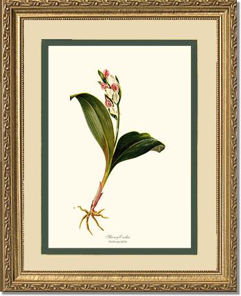 Showy Orchis Preacher in Pulpit | Orchid Wall Art Print