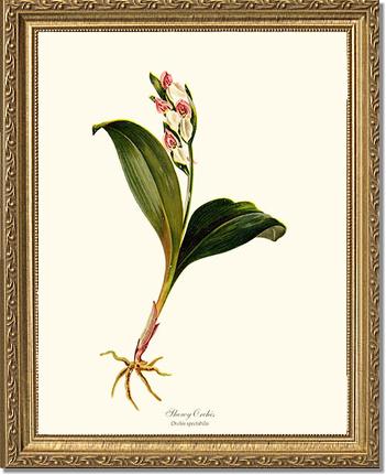 Showy Orchis Preacher in Pulpit | Orchid Wall Art Print