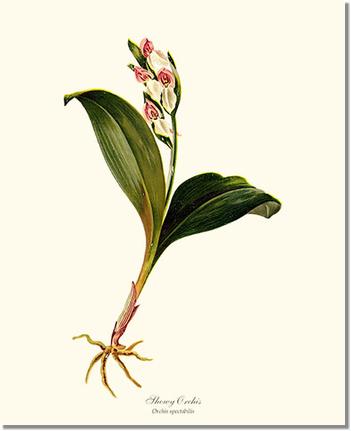 Showy Orchis Preacher in Pulpit | Orchid Wall Art Print