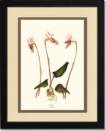 Calypso-Calypso borealis | Orchid Wall Art Print