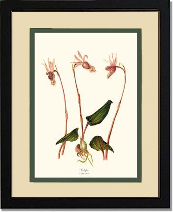 Calypso-Calypso borealis | Orchid Wall Art Print