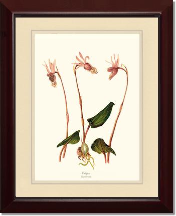 Calypso-Calypso borealis | Orchid Wall Art Print