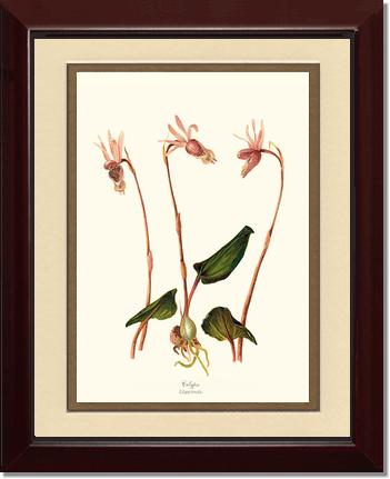 Calypso-Calypso borealis | Orchid Wall Art Print