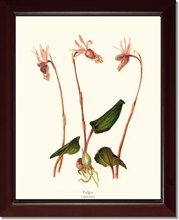 Calypso-Calypso borealis | Orchid Wall Art Print