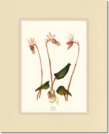 Calypso-Calypso borealis | Orchid Wall Art Print