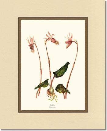Calypso-Calypso borealis | Orchid Wall Art Print