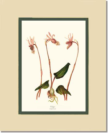 Calypso-Calypso borealis | Orchid Wall Art Print