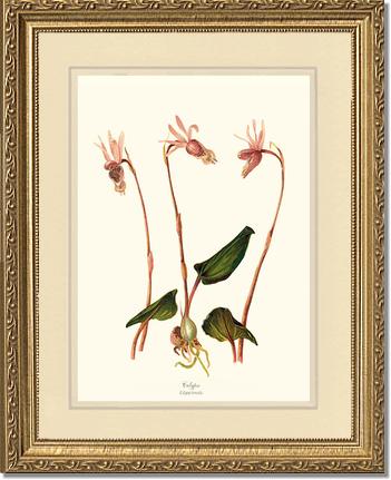 Calypso-Calypso borealis | Orchid Wall Art Print