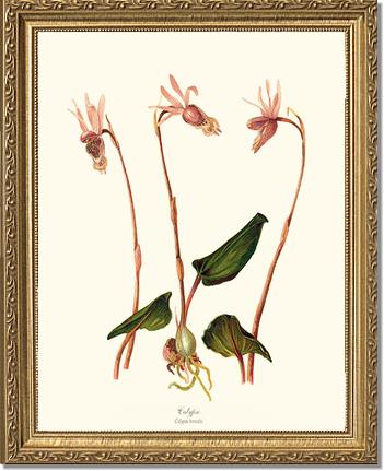 Calypso-Calypso borealis | Orchid Wall Art Print