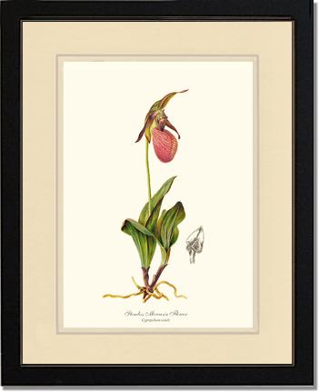 Stemless Moccasin | Orchid Wall Art Print