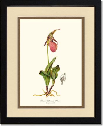 Stemless Moccasin | Orchid Wall Art Print