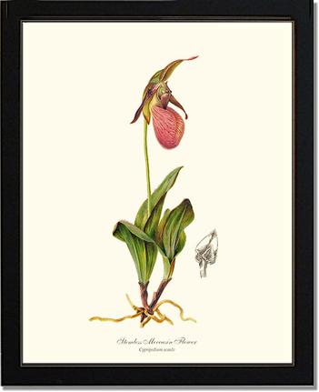 Stemless Moccasin | Orchid Wall Art Print