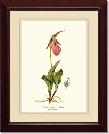 Stemless Moccasin | Orchid Wall Art Print