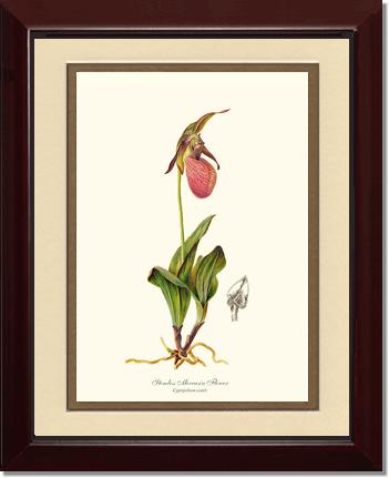 Stemless Moccasin | Orchid Wall Art Print
