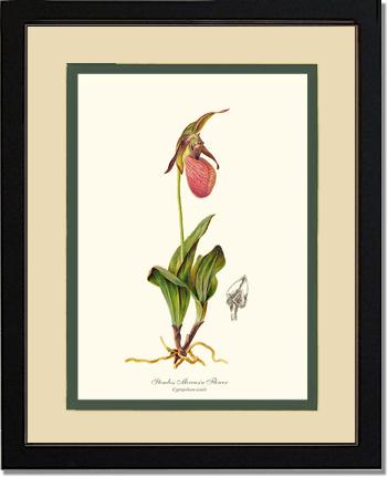 Stemless Moccasin | Orchid Wall Art Print