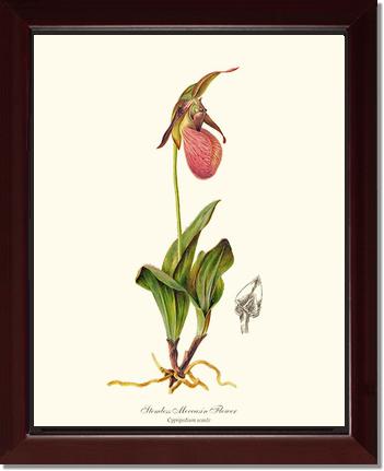 Stemless Moccasin | Orchid Wall Art Print