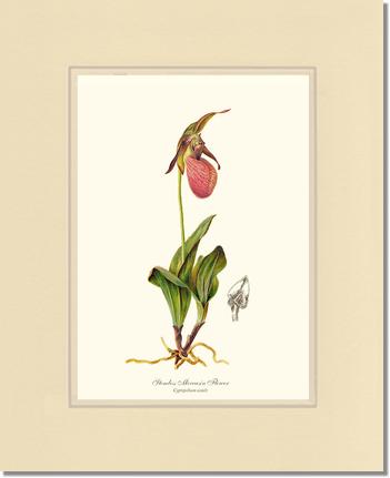 Stemless Moccasin | Orchid Wall Art Print