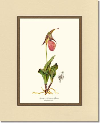 Stemless Moccasin | Orchid Wall Art Print
